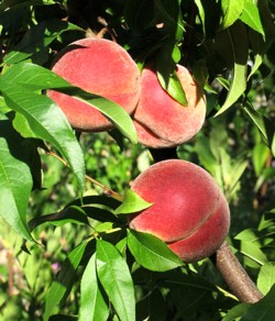 let food be your medicine, peach tree, curly leaf virus