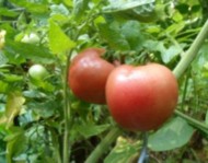 tomatoes fertilizer